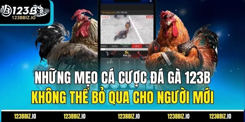 Những mẹo cá cược đá gà 123B không thể bỏ qua cho người mới